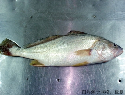 上海進口印度叫姑魚清關流程_冷凍魚報關門到門