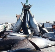 日本藍鰭金槍魚進口報關流程到深圳水產品案例