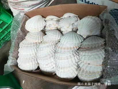 印尼日月貝貝殼進口清關流程到廣東佛山市南海案例