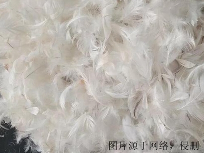 法國(guó)羽毛進(jìn)口報(bào)關(guān)流程_上海進(jìn)口孔雀羽毛清關(guān)資料