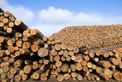 青島原木進口清關流程_木材進口報關資料
