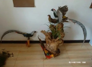 荷蘭蕉鵑生態(tài)動物標(biāo)本進口報關(guān)資料到北京機場案例