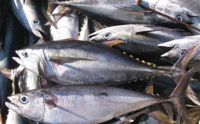 上海金槍魚進口清關(guān)流程單證，金槍魚進口關(guān)稅是這樣的