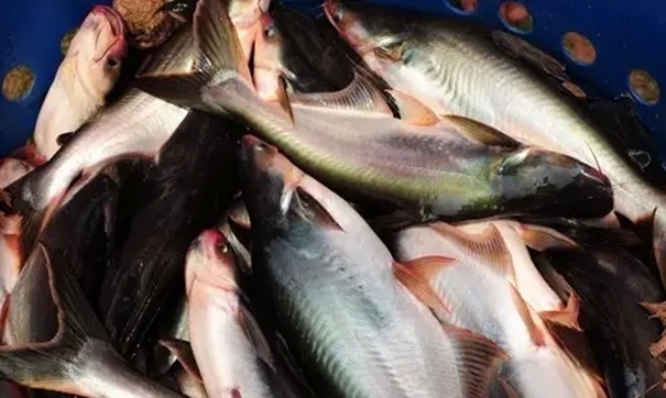 1631528501140252.jpg 越南巴沙魚進口報關(guān) (2).jpg